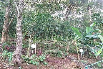 Mist Inn Resort Munnar